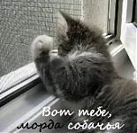 Аватар пользователя