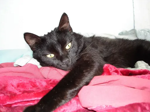 DSC00423(кысь)).webp