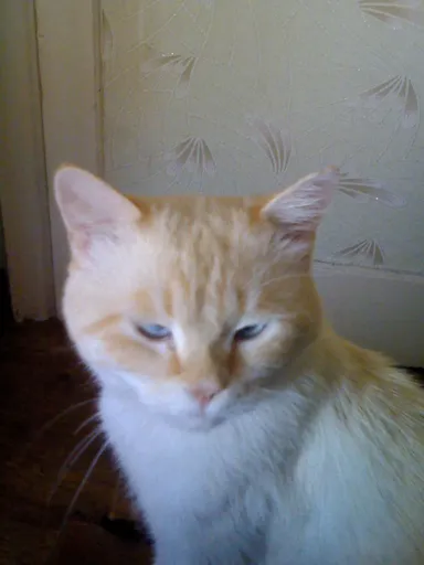 филя.webp