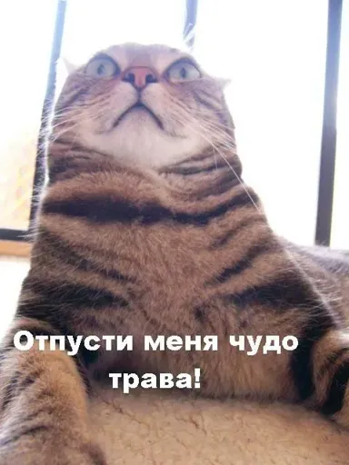 Кот.webp