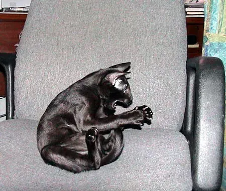 кот2.webp