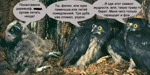 Орлы.webp
