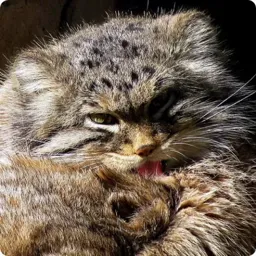 manul_344_s__5.webp