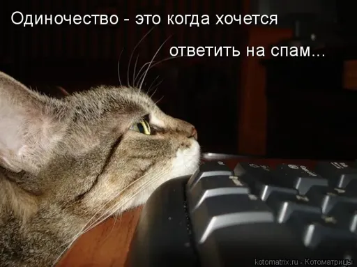 41.webp
