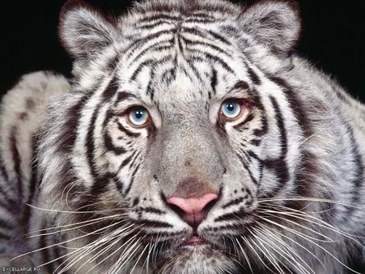 21c11e5d357c.webp