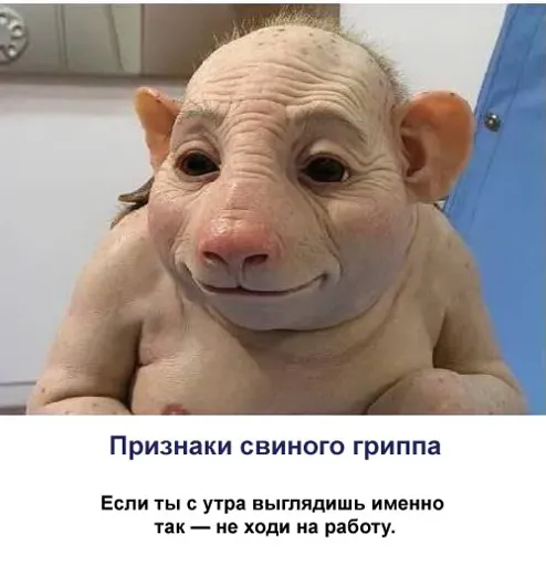 svin.webp