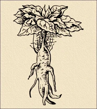 mandragora10.webp