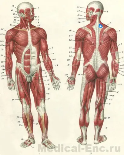 musculi.webp