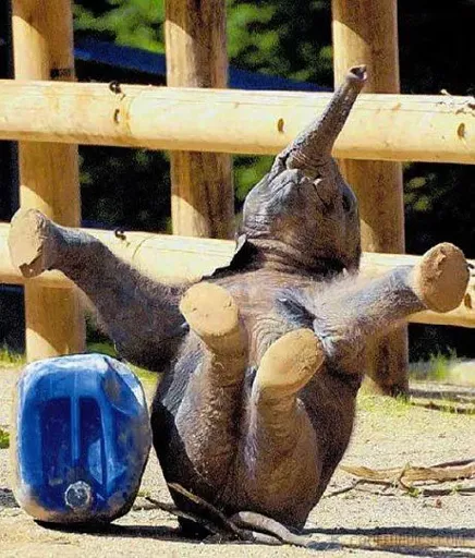 Elephant-Fun-time.webp