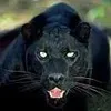 c4.webp