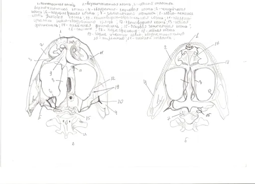 сканирование0003.webp