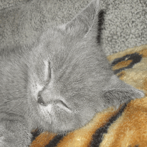 мой котёнок.webp