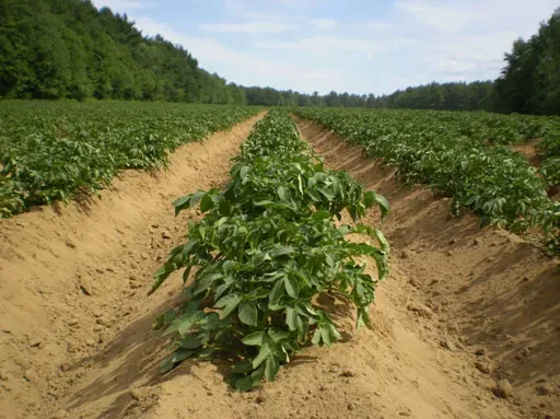potato-fields-1341509373eJW.webp