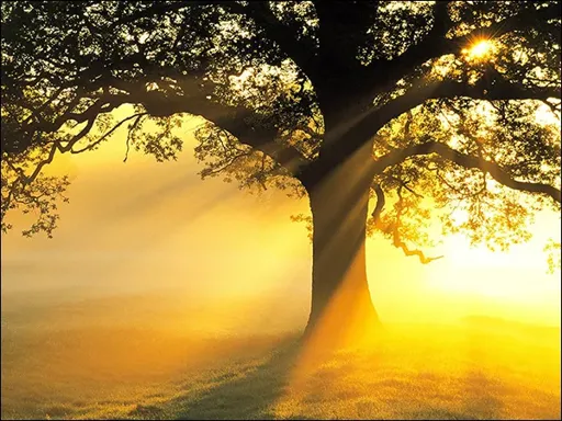 223.webp