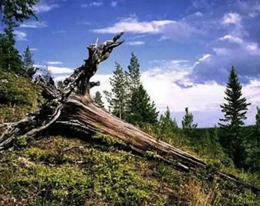 1010.webp