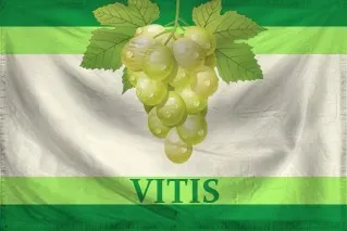 Витис.webp
