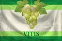 Витис.webp
