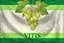 Витис.webp