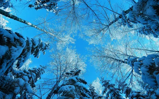 природа_деревья_небо_зима_ели.webp