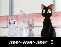 котики.webp