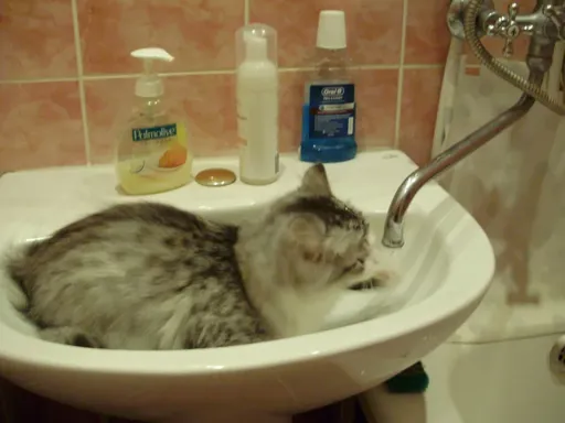 Лютик моется.webp