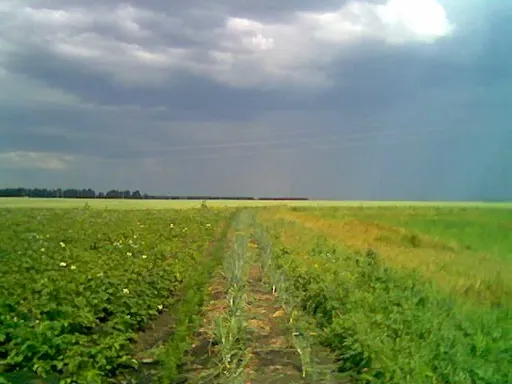 Перед дождем.webp