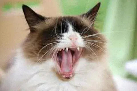 FB_IMG_14857125581790755.webp