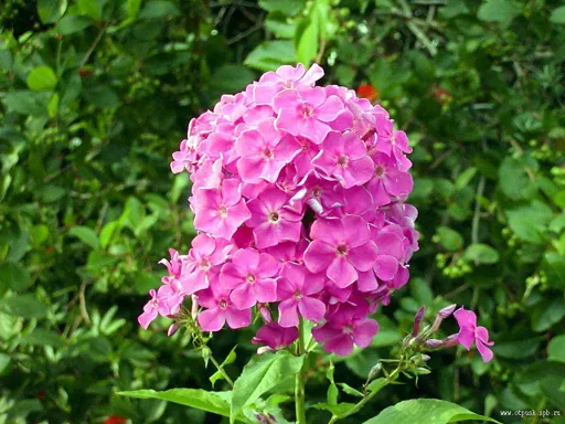 Лучику 2.webp