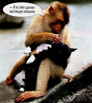cat&makaka.webp