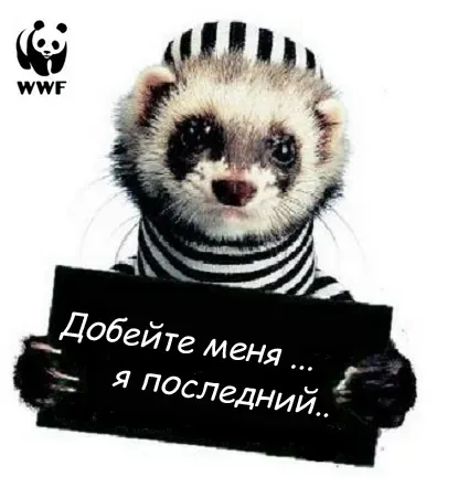 WWF.webp