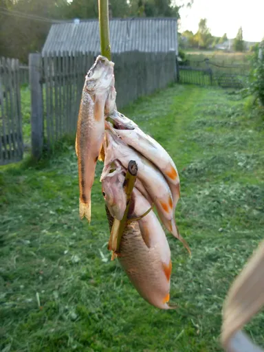 DSCN21601.webp