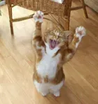 Котяра1.webp
