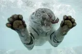 Котяра4.webp