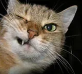 Котяра5.webp