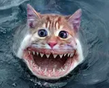 Котяра7.webp