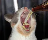 Котяра9.webp
