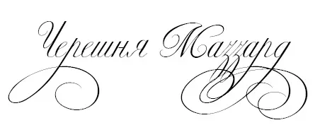 Черешня.webp