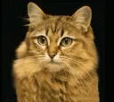 KotTigr.webp