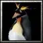 Penguin.webp