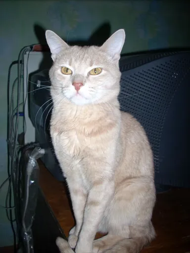 котег.webp