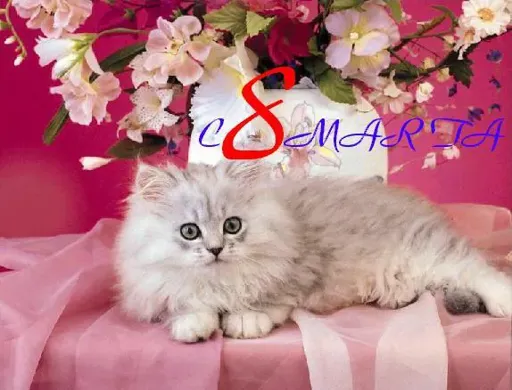 8m4.webp