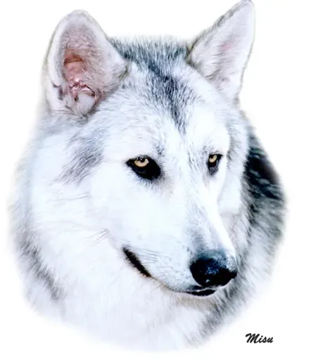 2cb6c4ccffdae795adb6e801533e386c.webp